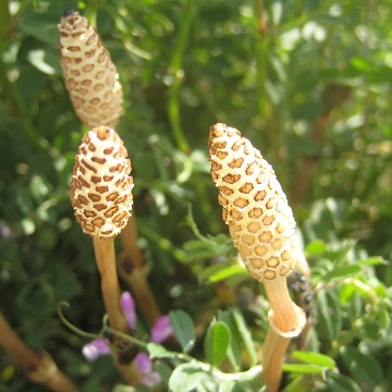 ~co`