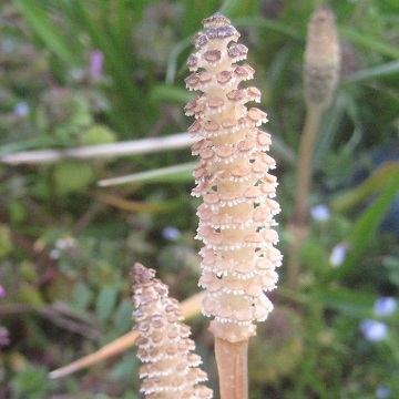 ~co`