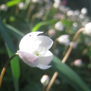 ~co`