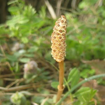 ~co`