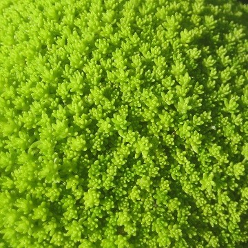 ~co`